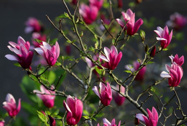 Magnolie liliflora