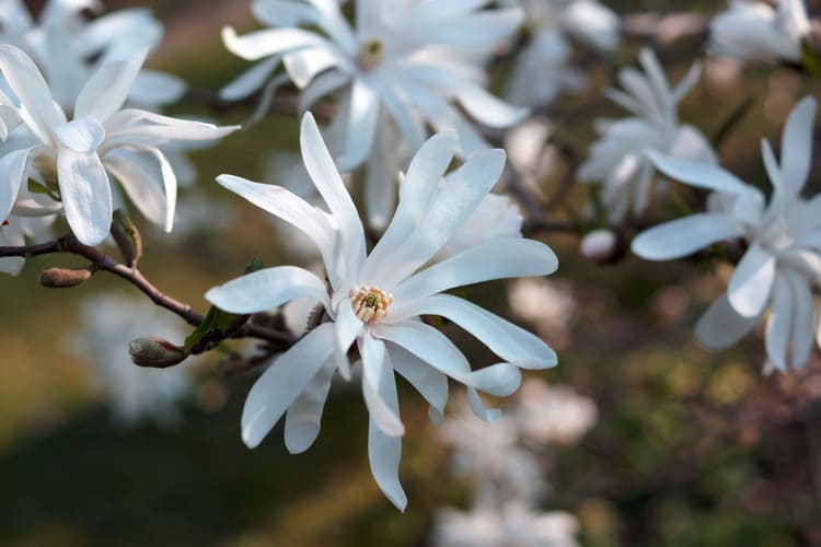 Magnolie stellata